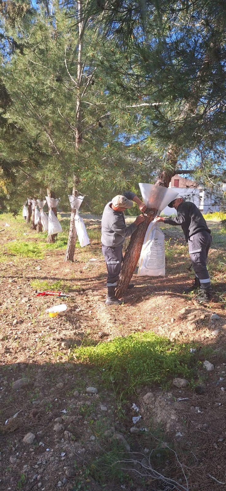 Gönyeli-Alayköy'de Çam Kese Böceği ile Mücadele Devam Ediyor